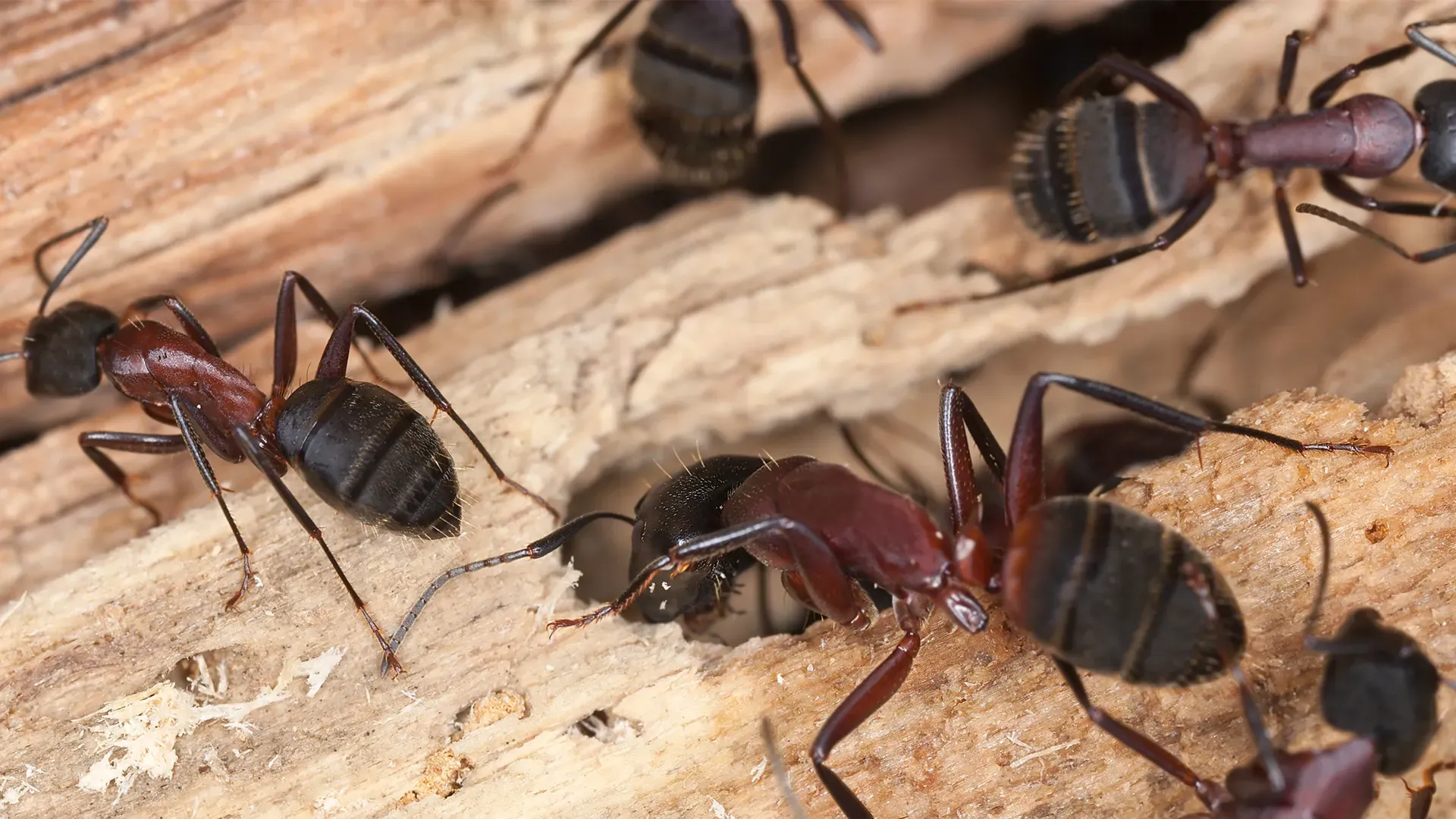 Carpenter ants inside timber
