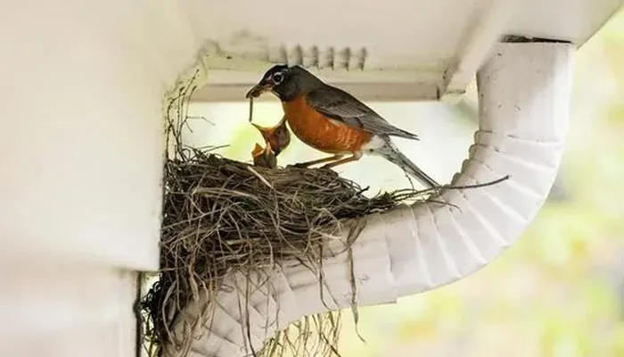 Bird Nesting Control